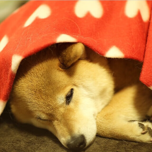 kaiyun官方入口登录-_极地马拉松：挑战白雪皑皑的极限极限_，极昼马拉松