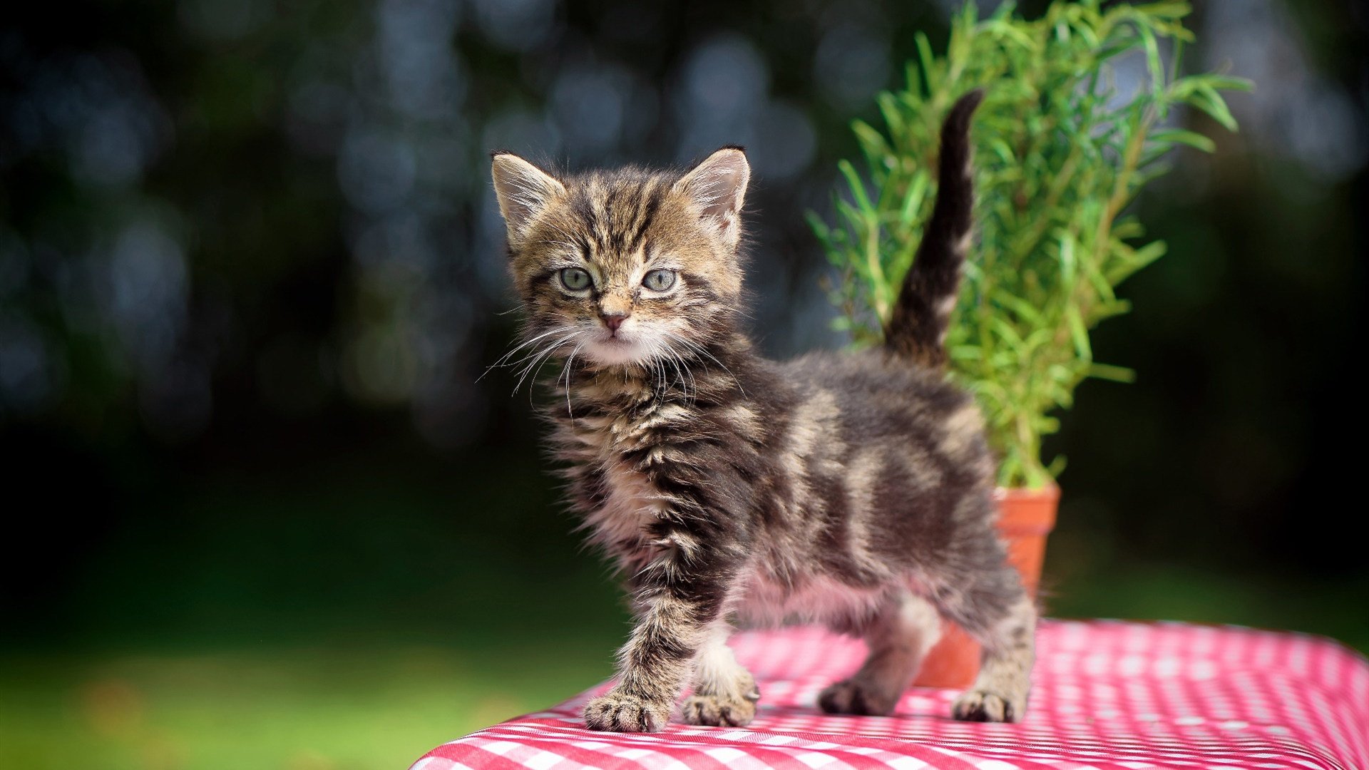 开云·体育官网-_极速跑鞋：科技革新带来运动革新_，极速跑是什么东西