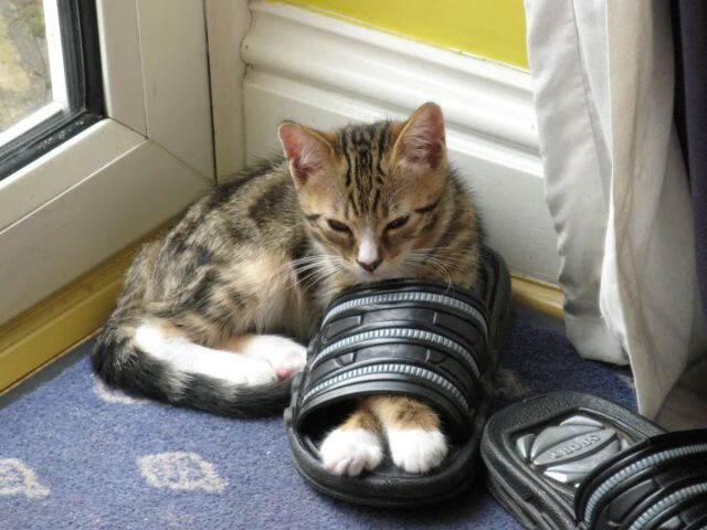 kaiyun开云·官方网站-国际自由式滑雪锦标赛，雪地中的艺术表演，2021年自由式滑雪全国锦标赛